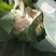 松花80散花乳白