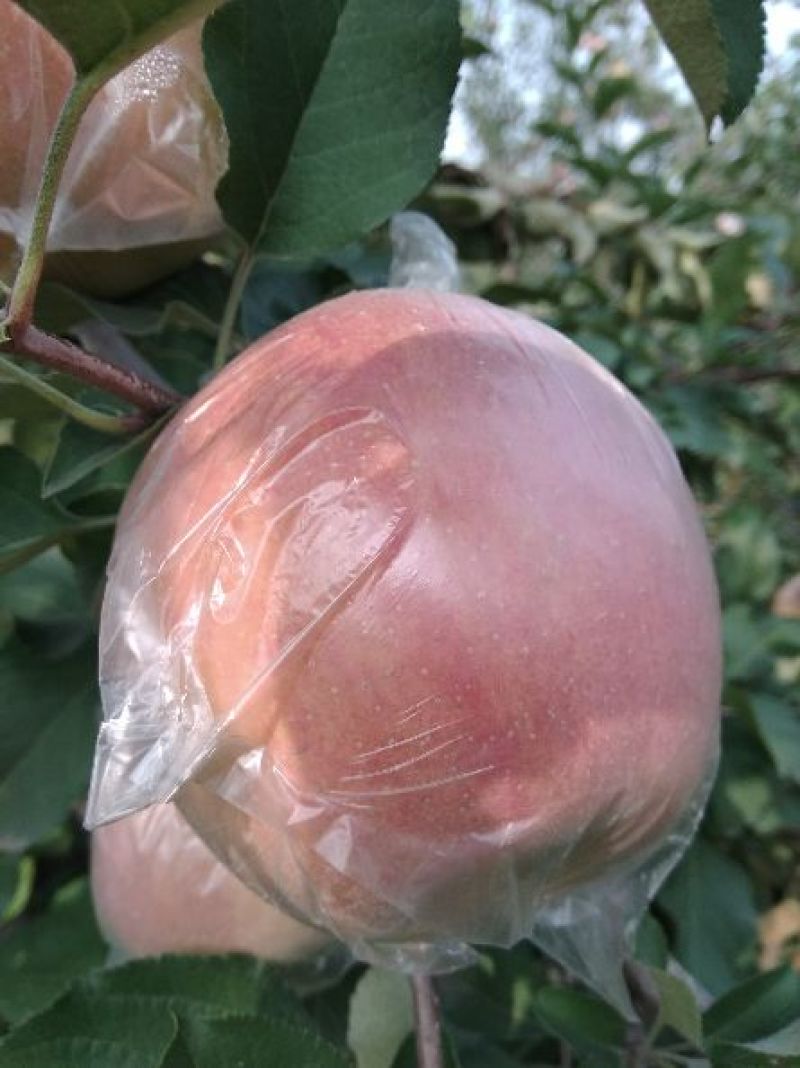 红富士苹果75mm以上膜袋