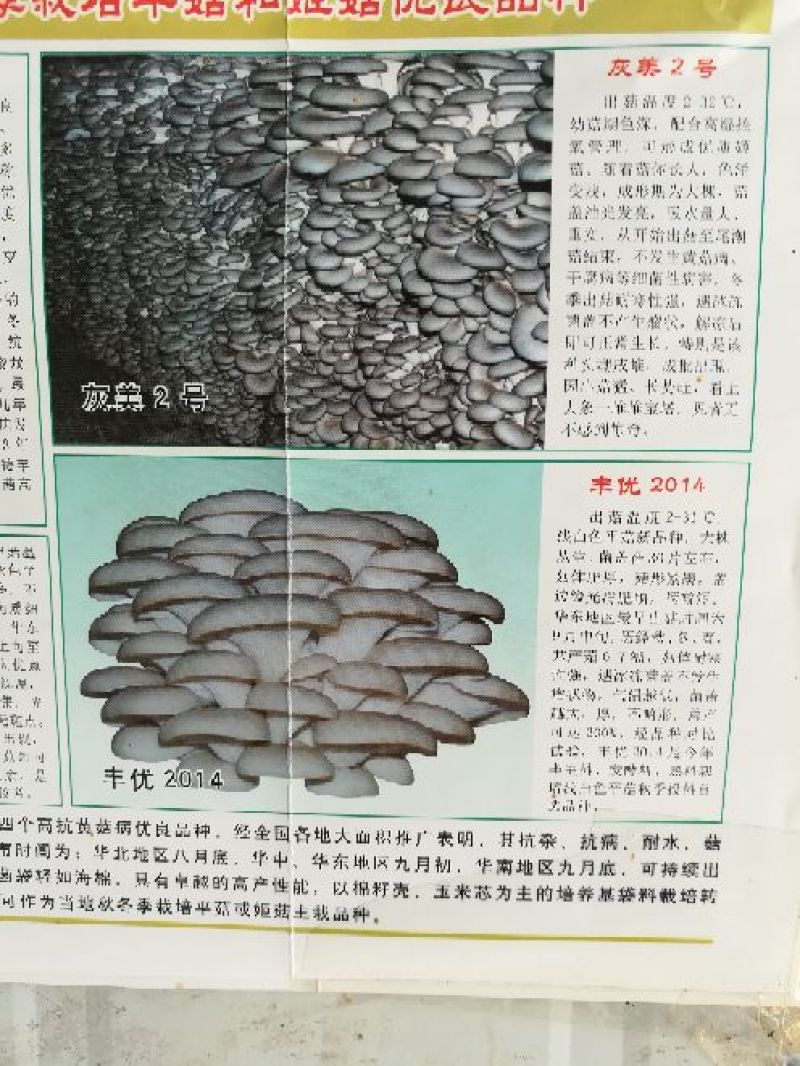 平菇菌种栽培种