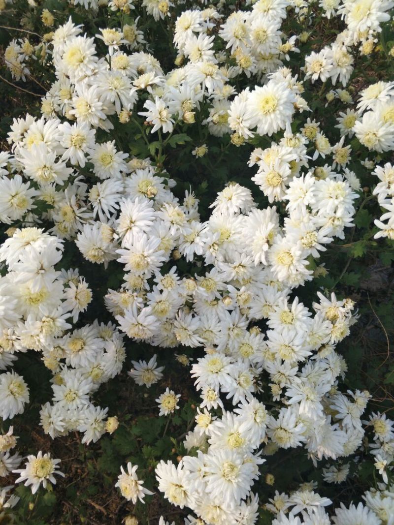 杭白菊散装