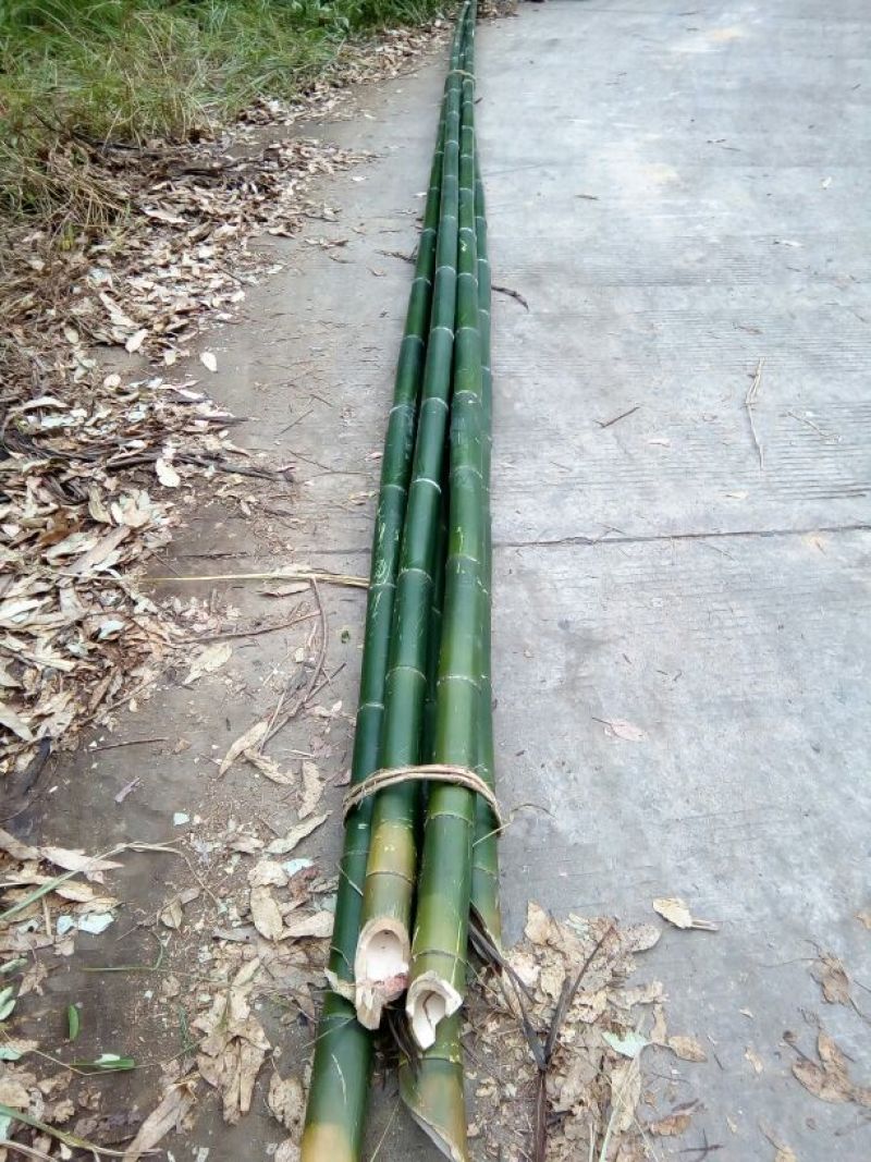 苦竹8~9m