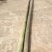 金竹8~9m