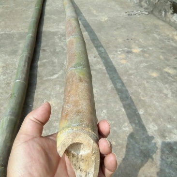 金竹8~9m