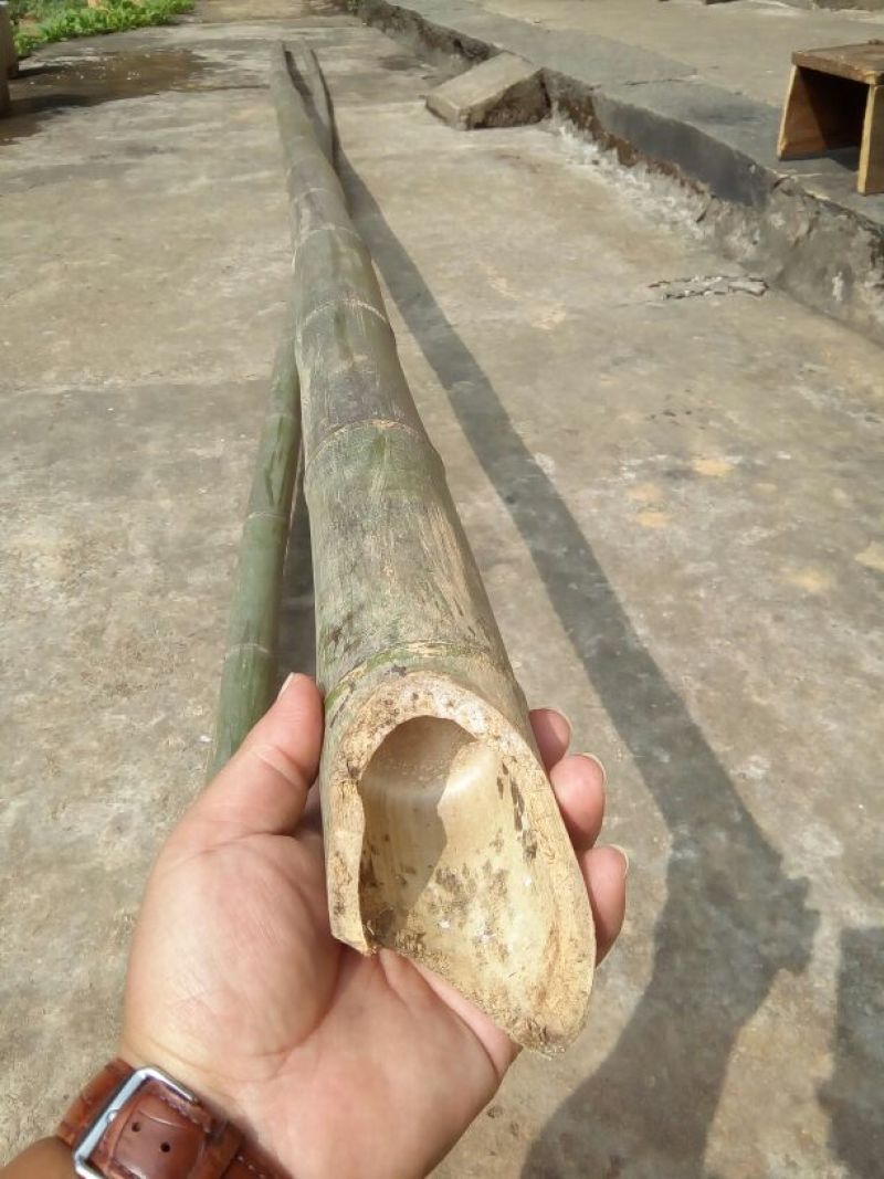 金竹8~9m