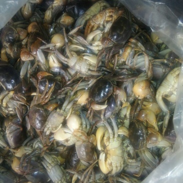 河蟹食用雌0.3－0.5两/只