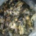 河蟹食用雌0.3－0.5两/只