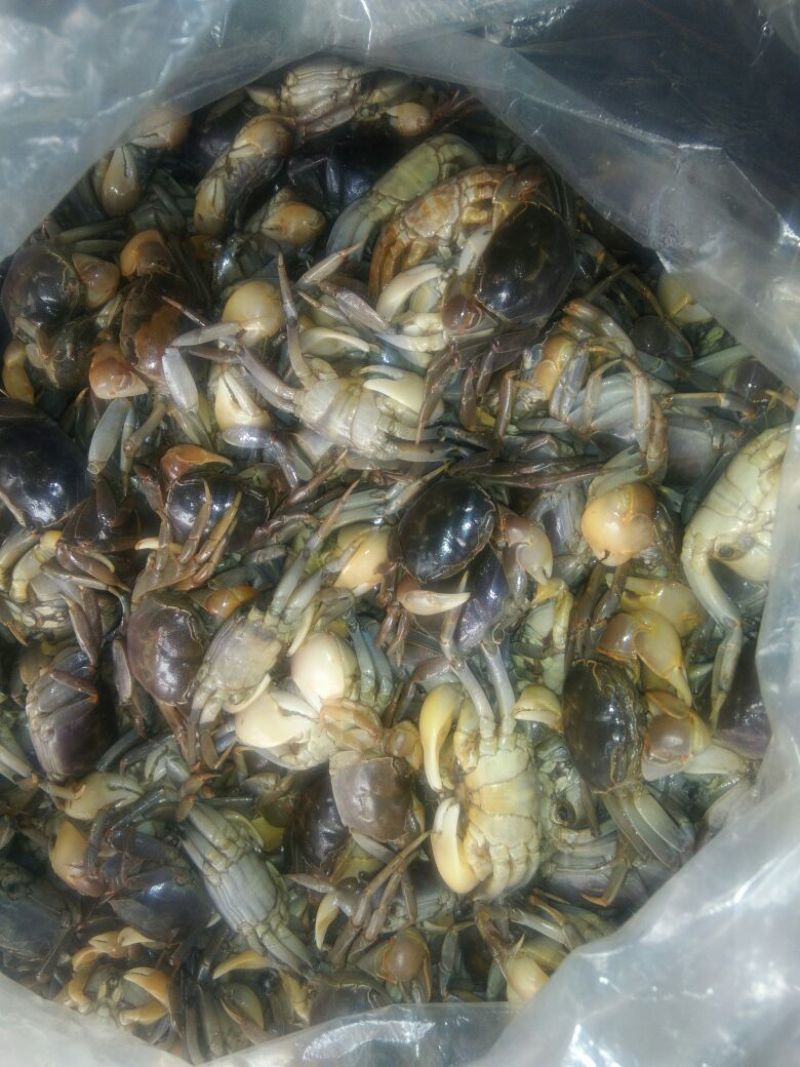 河蟹食用雌0.3－0.5两/只