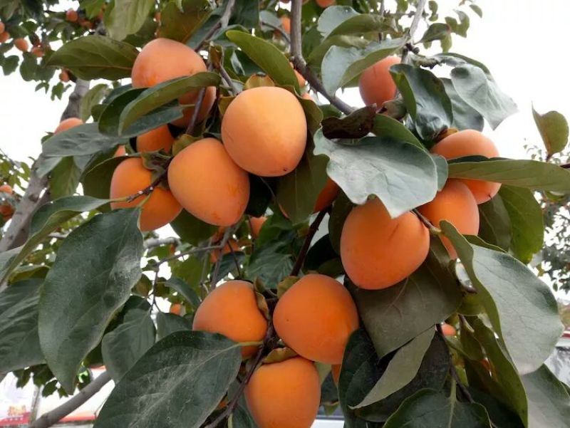 柿饼1~2两