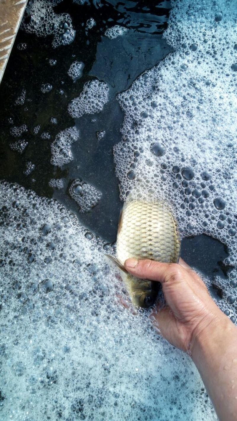 湘云鲫食用