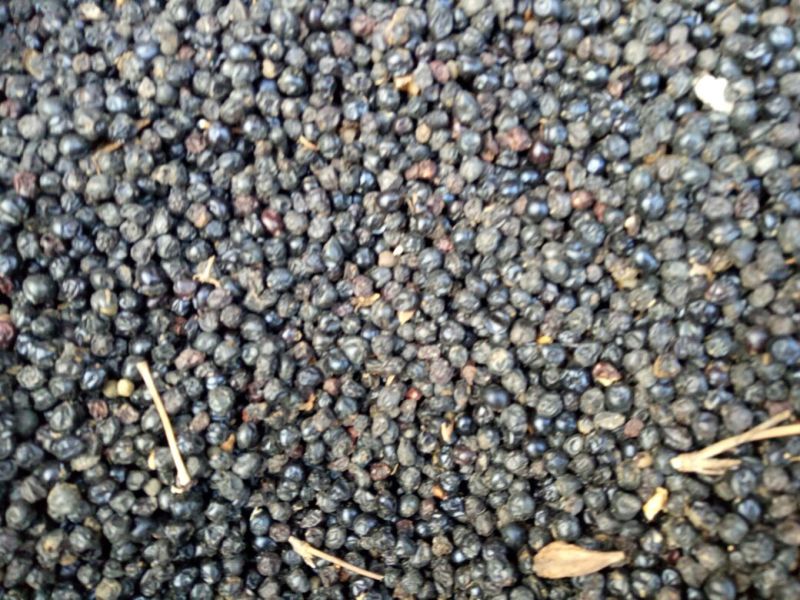 白术种苗10cm以下