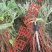 白术种苗10cm以下