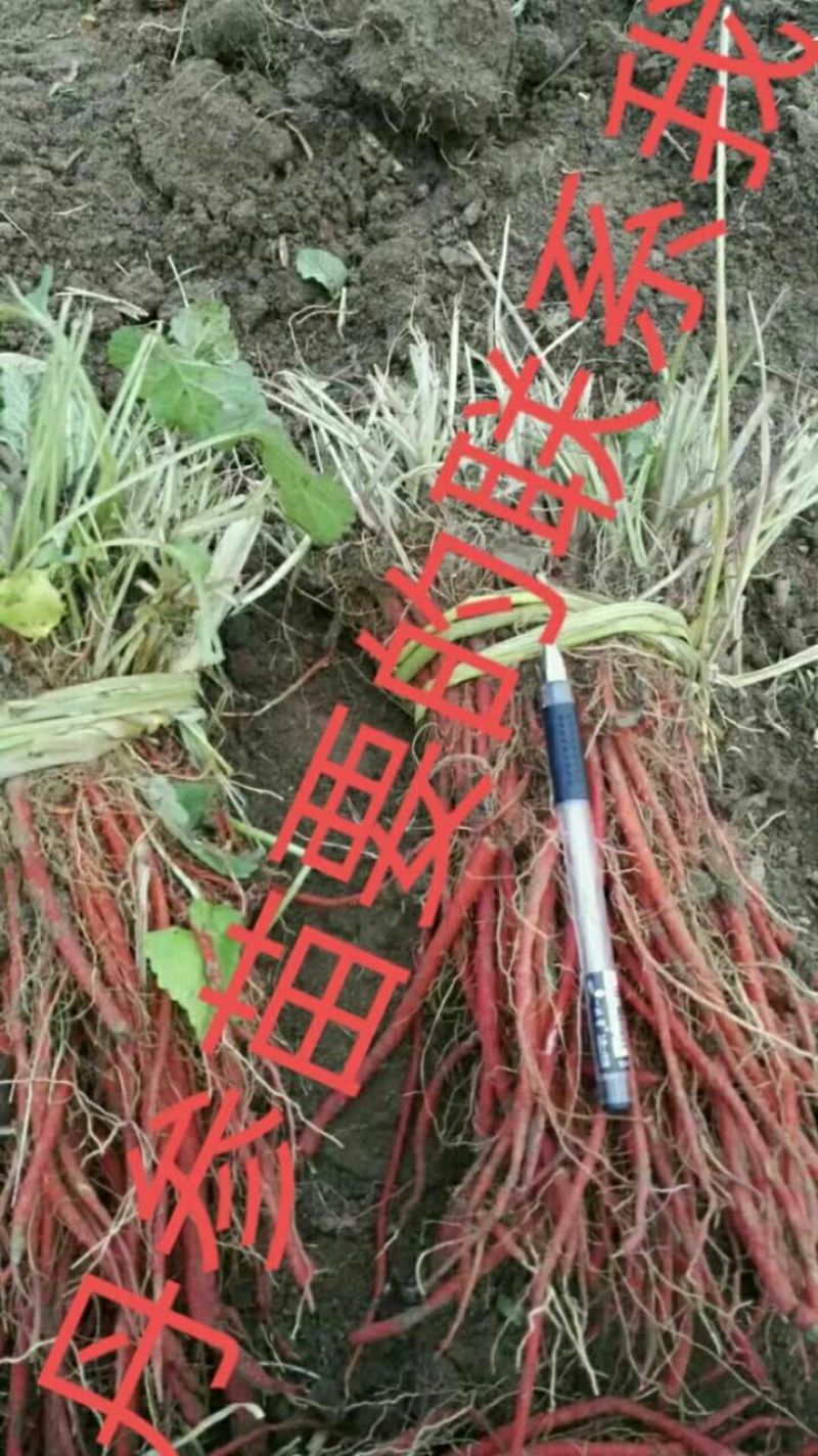 白术种苗10cm以下