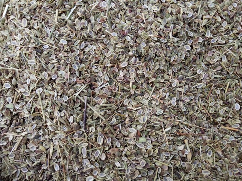 白术种苗10cm以下
