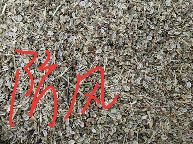 白术种苗10cm以下