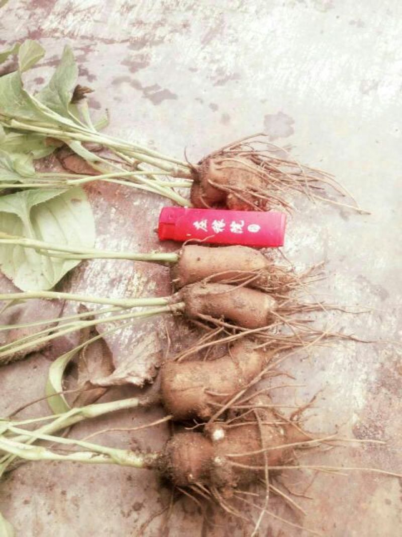 白术种苗10cm以下