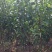 珍珠油杏50mm以上，起源地量大，含糖量高，口感超好吃