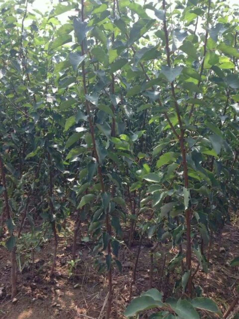 珍珠油杏50mm以上，起源地量大，含糖量高，口感超好吃