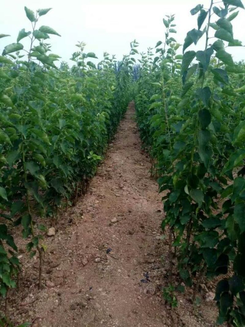 珍珠油杏50mm以上，起源地量大，含糖量高，口感超好吃