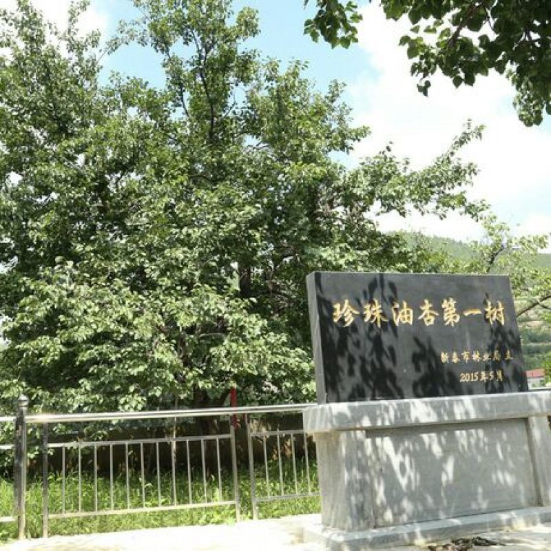 珍珠油杏50mm以上，起源地量大，含糖量高，口感超好吃
