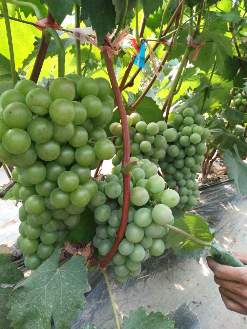 夏黑葡萄苗30cm以下1年，现起现发，保湿发货