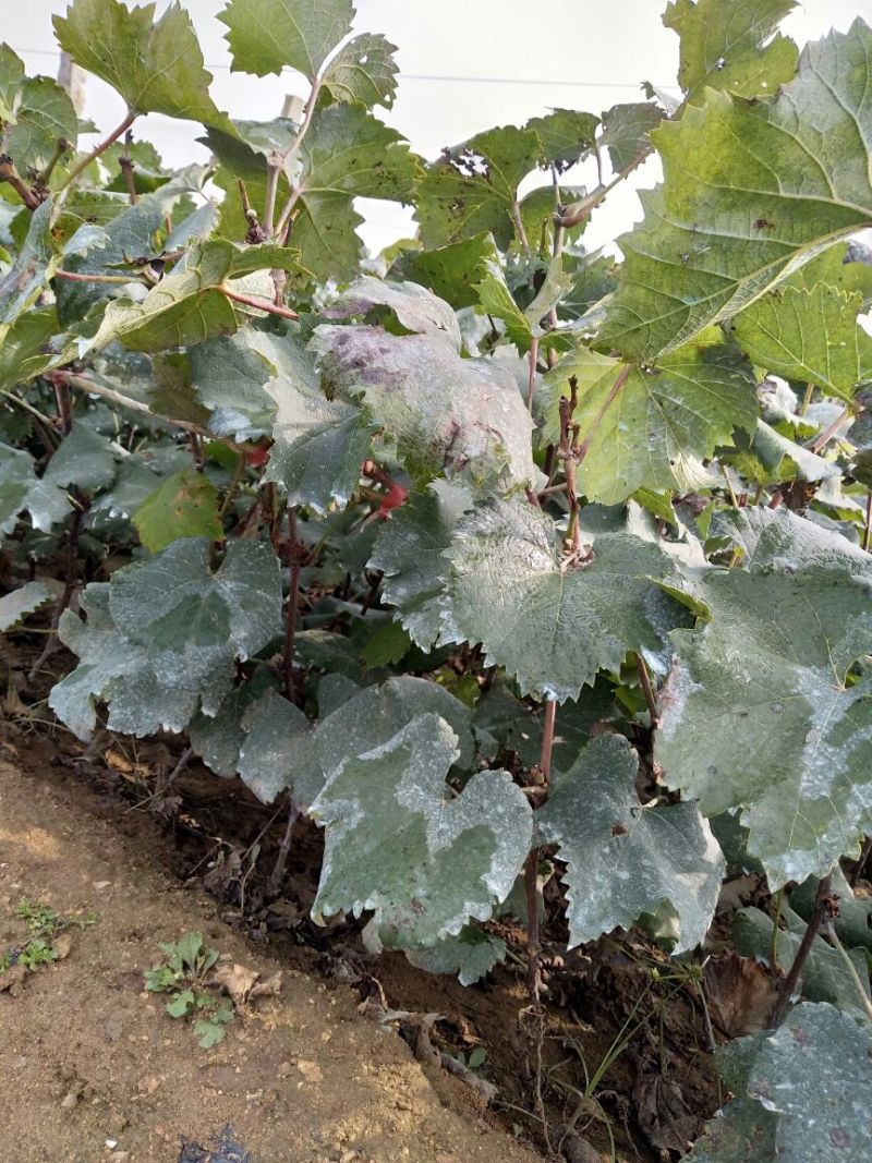 夏黑葡萄苗30cm以下1年，现起现发，保湿发货