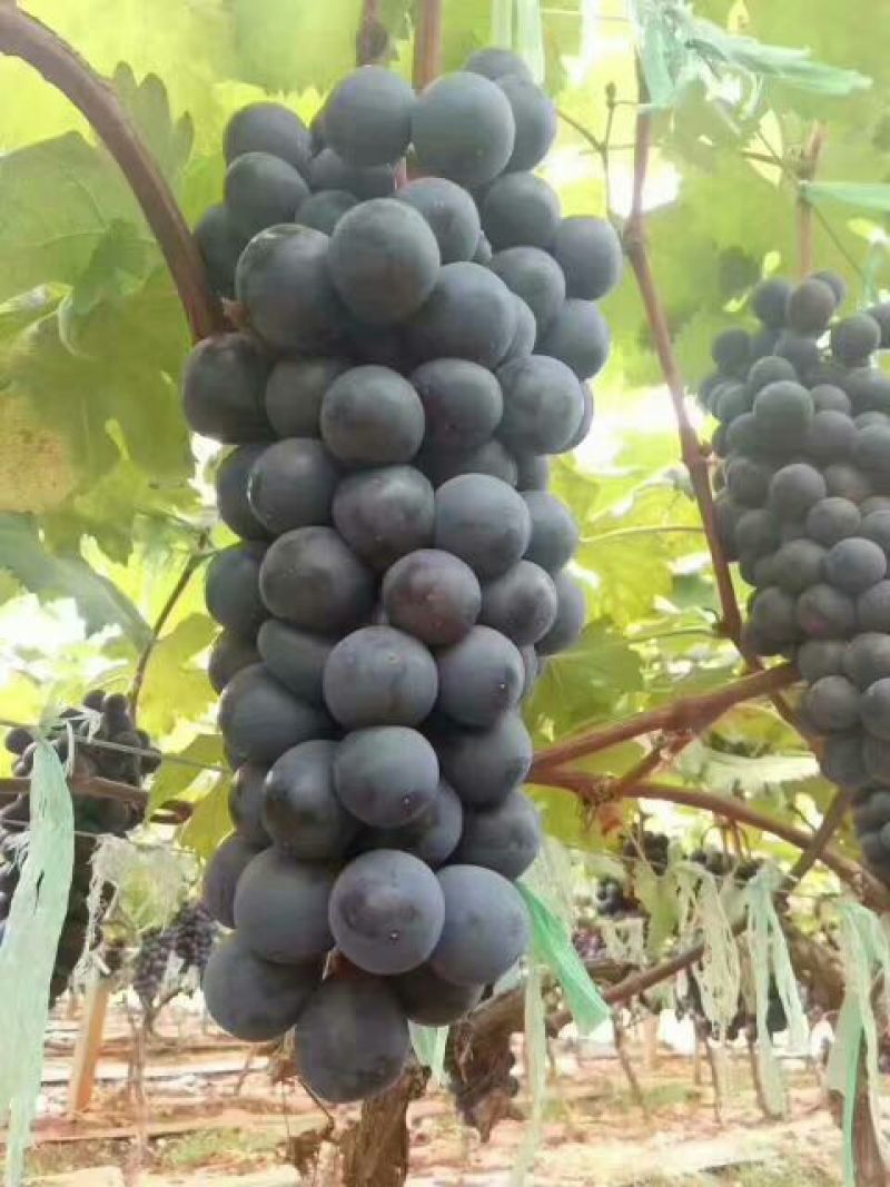 夏黑葡萄苗30cm以下1年，现起现发，保湿发货