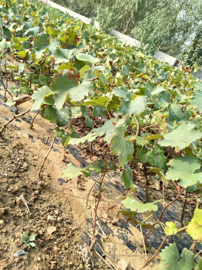 夏黑葡萄苗30cm以下1年，现起现发，保湿发货