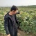 夏黑葡萄苗30cm以下1年，现起现发，保湿发货