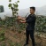 夏黑葡萄苗30cm以下1年，现起现发，保湿发货