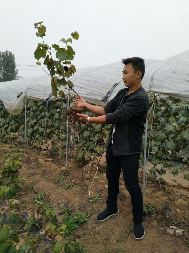 夏黑葡萄苗30cm以下1年，现起现发，保湿发货