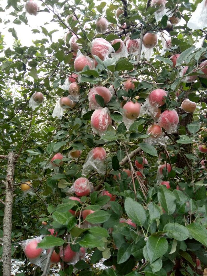 红富士苹果75mm以上膜袋
