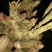 白芍种苗白芍芽，一颗三个芽头