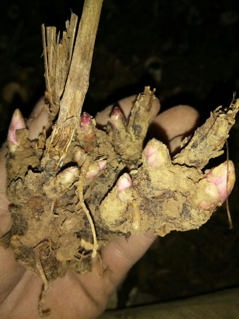 白芍种苗白芍芽，一颗三个芽头