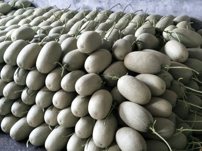 西州蜜瓜5斤以上长圆形