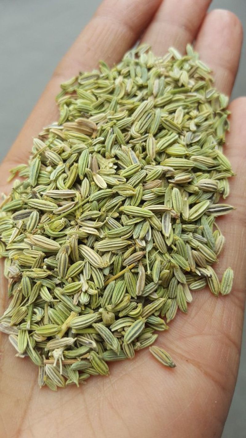 茴香籽
