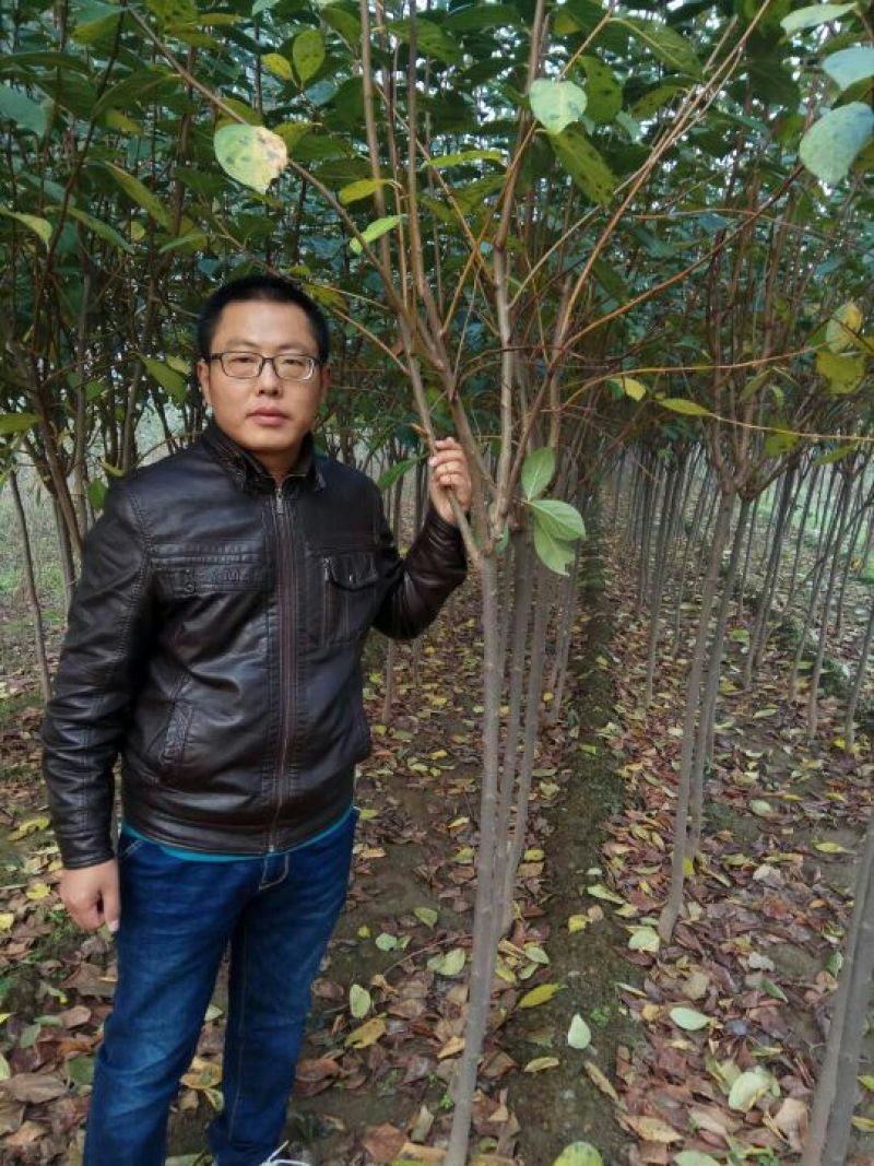 柿子树苗50~80cm