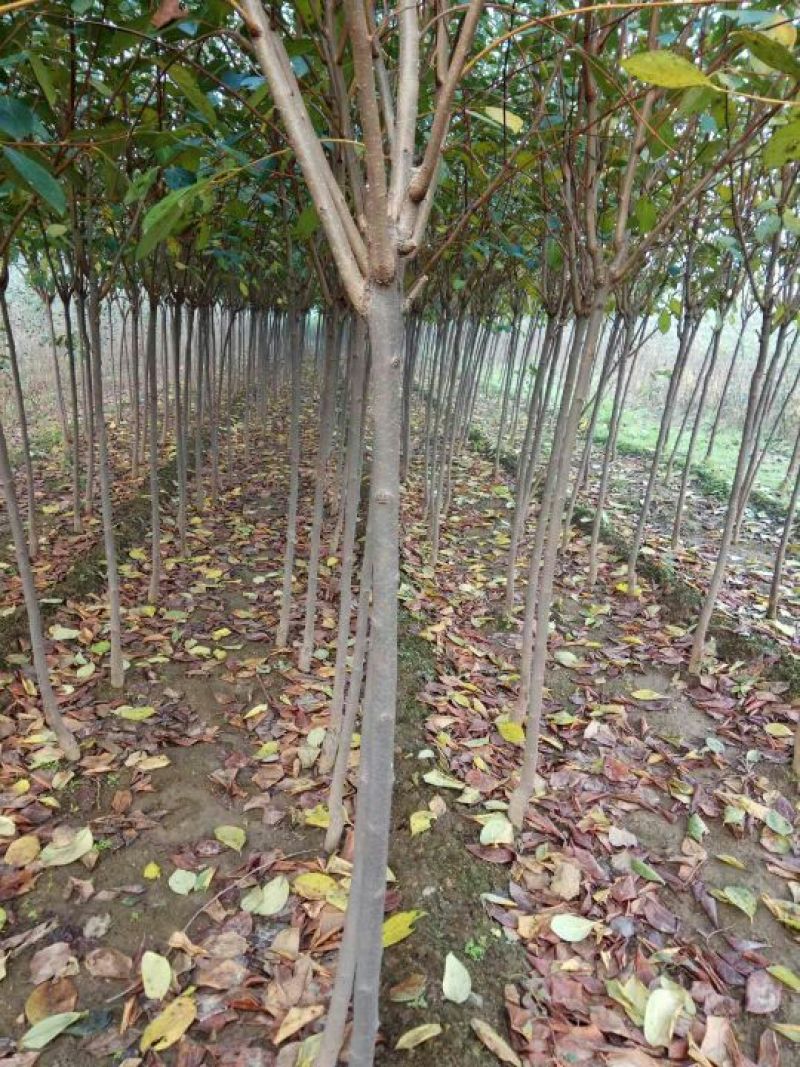 柿子树苗50~80cm
