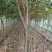 柿子树苗50~80cm