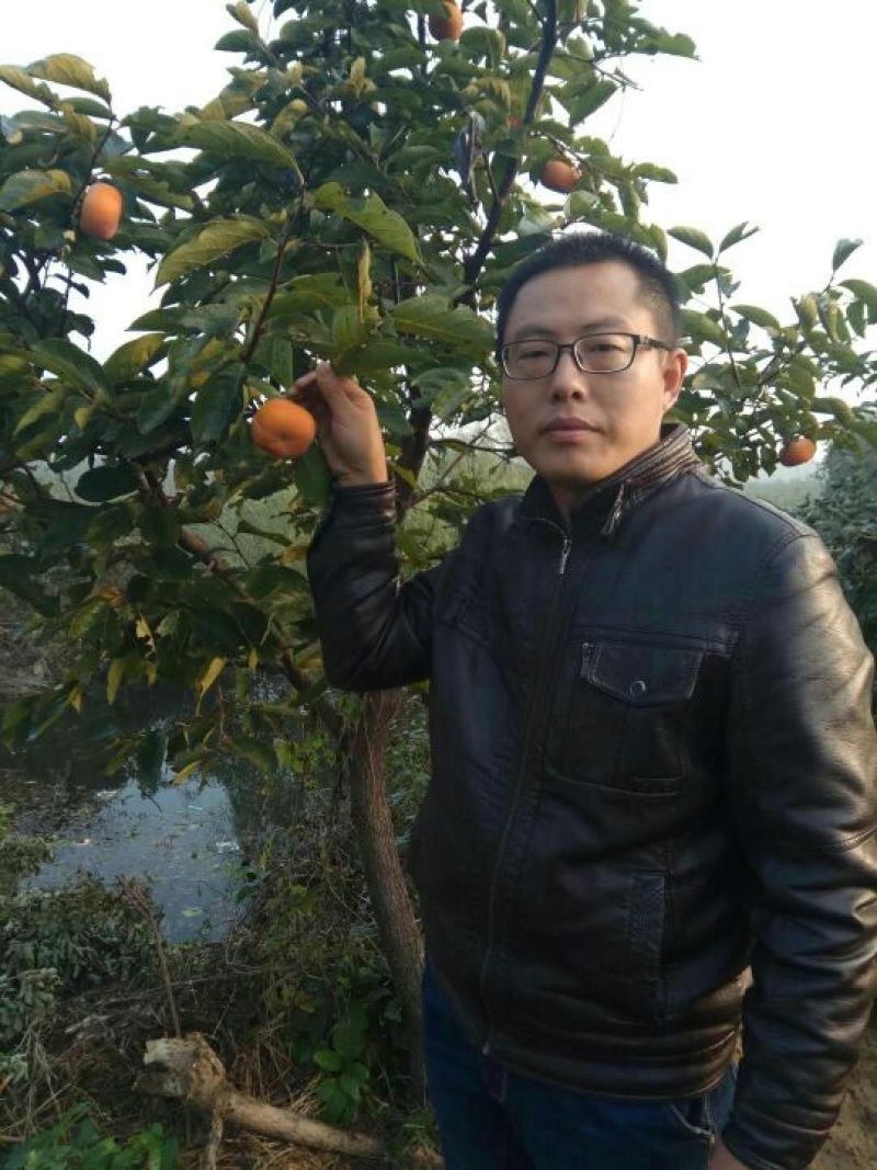 柿子树苗50~80cm