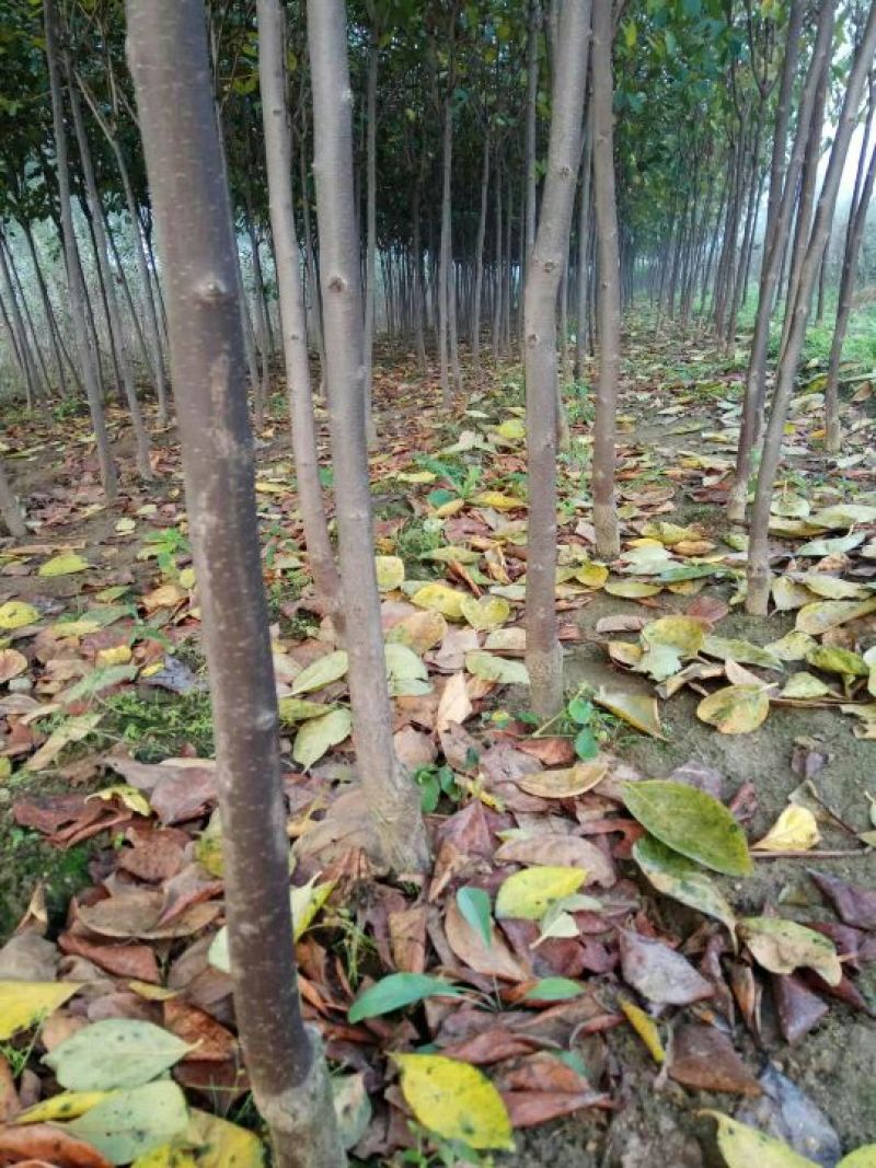 柿子树苗50~80cm