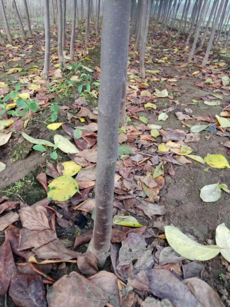 柿子树苗50~80cm