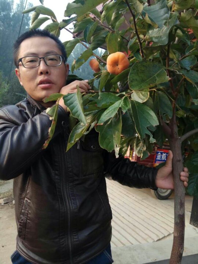柿子树苗50~80cm