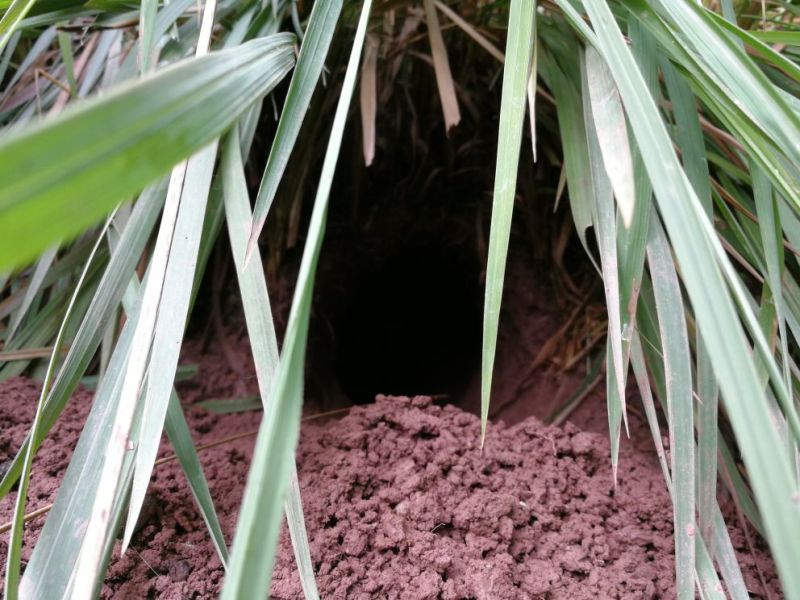 肉兔跑山野兔生态饲养