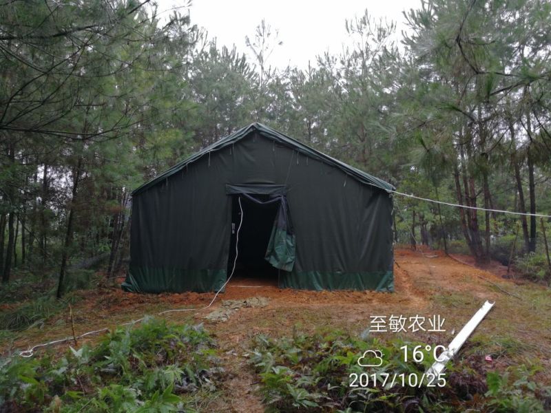 肉兔跑山野兔生态饲养