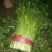 禹城冷棚蔬菜产区西芹50cm以上，基地供应量大质优价优