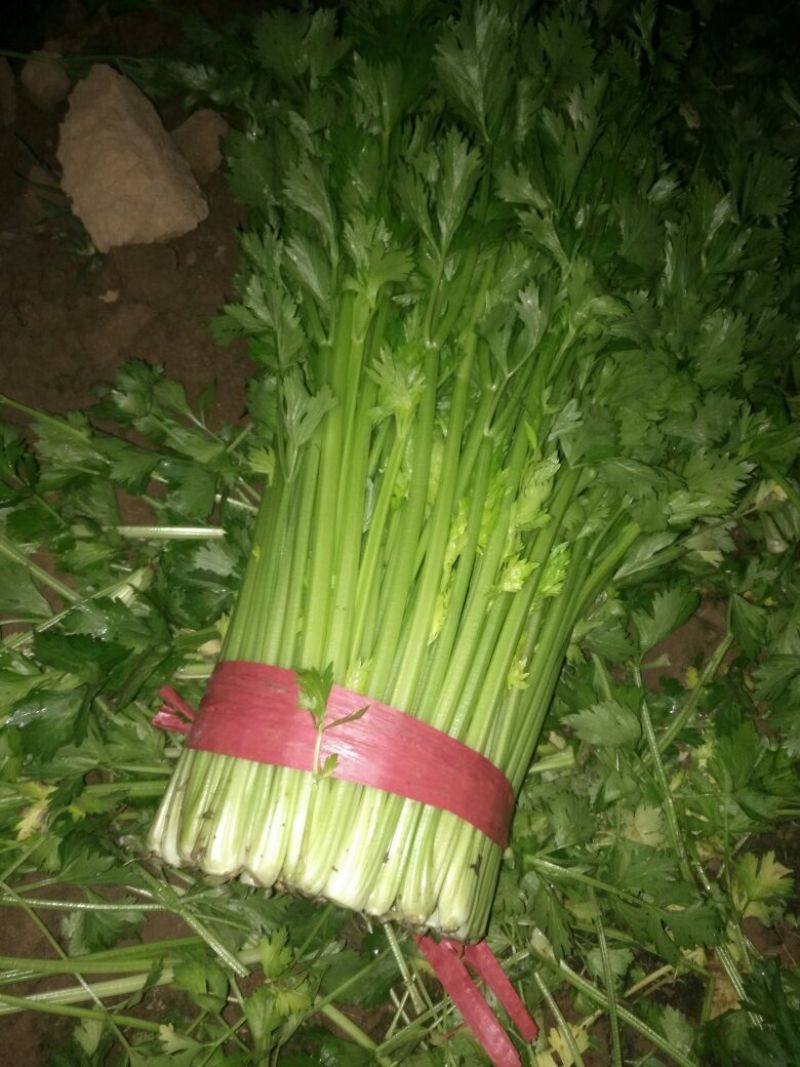 禹城冷棚蔬菜产区西芹50cm以上，基地供应量大质优价优