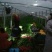 禹城冷棚蔬菜产区西芹50cm以上，基地供应量大质优价优
