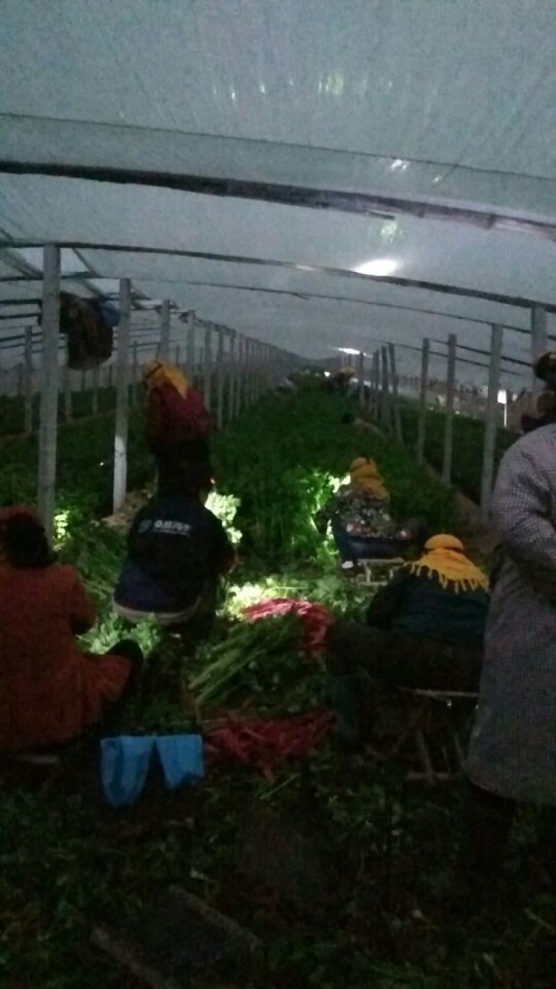 禹城冷棚蔬菜产区西芹50cm以上，基地供应量大质优价优