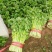禹城冷棚蔬菜产区西芹50cm以上，基地供应量大质优价优