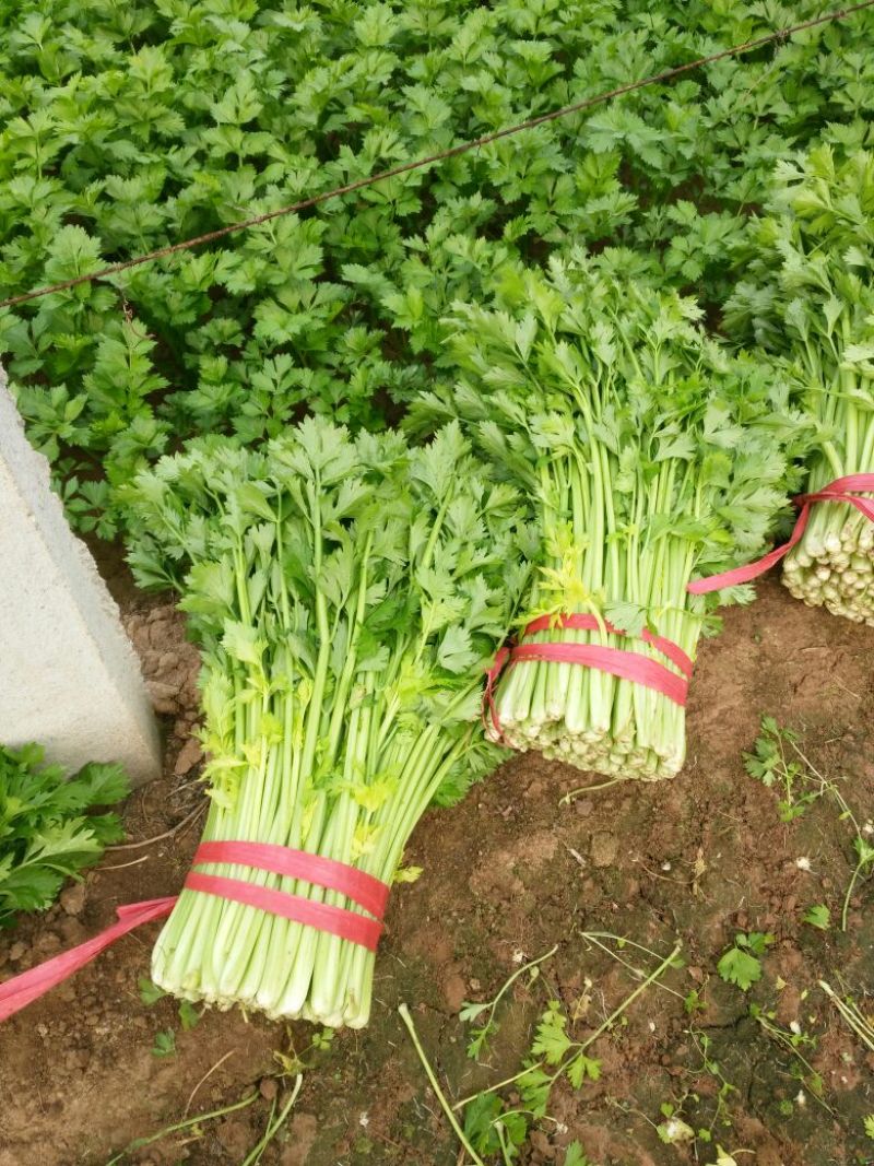 禹城冷棚蔬菜产区西芹50cm以上，基地供应量大质优价优